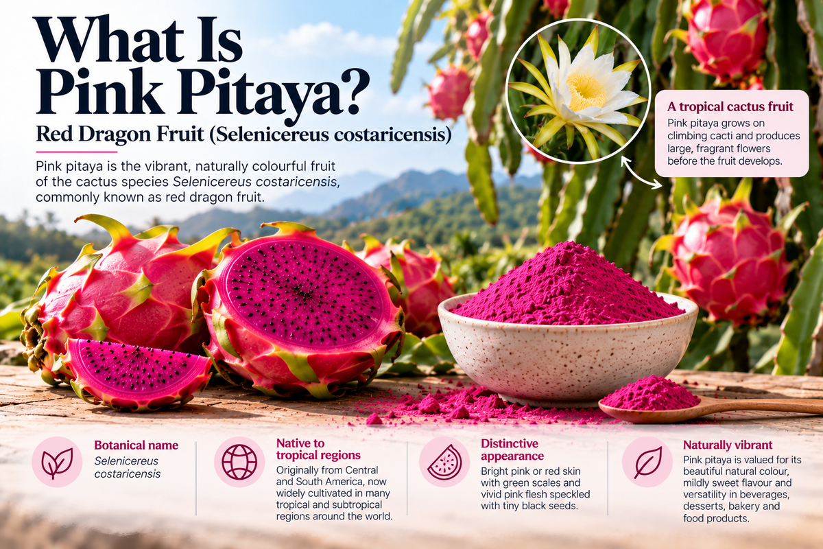What is Pink Pitaya – red dragon fruit Selenicereus costaricensis and vibrant pink pitaya powder for food and beverages